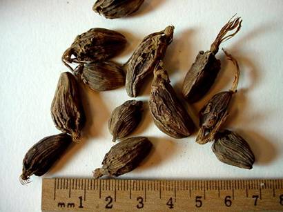 هل سیلانی - معرفی و خواص گیاهان دارویی